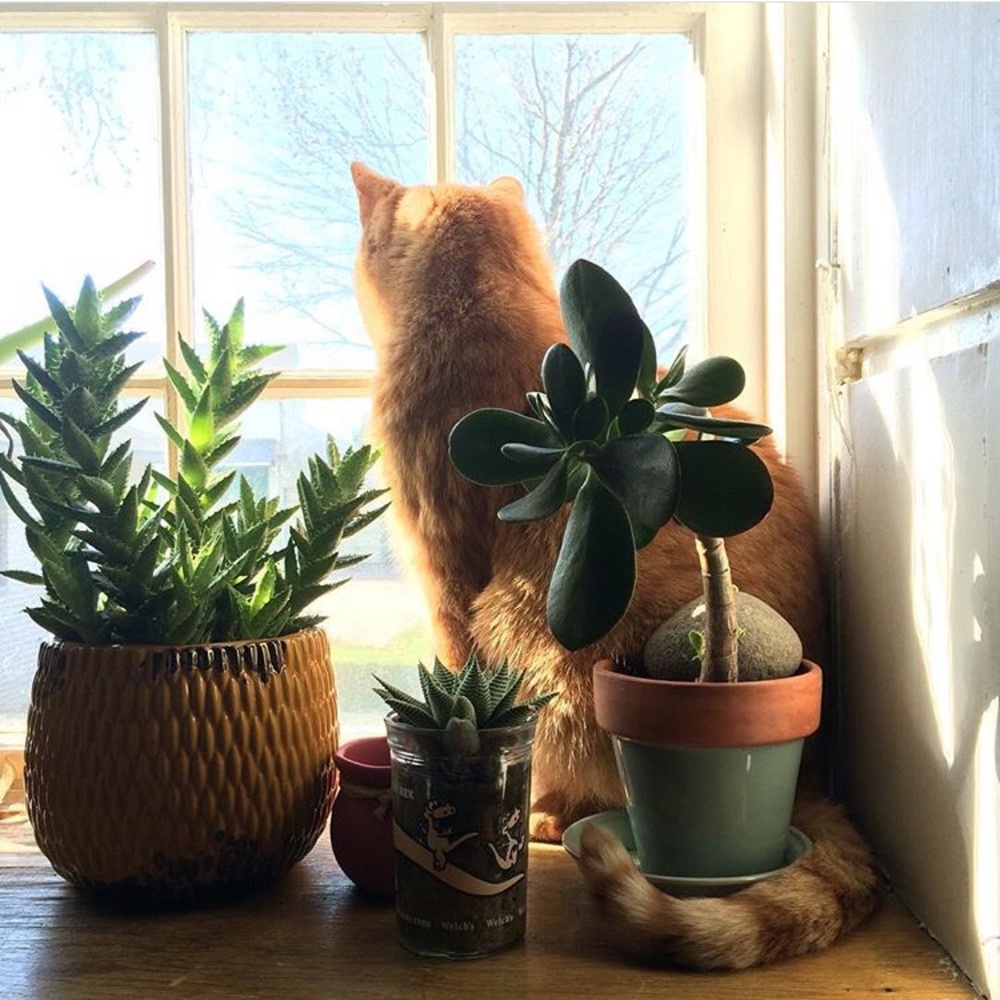 Meet your Posher, Summer